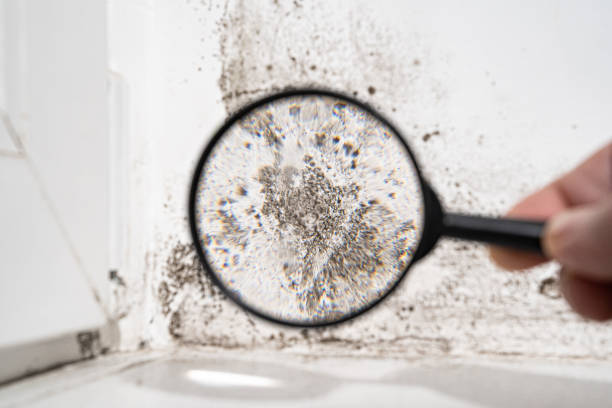 Professional Mold Remediation in Ebensburg, PA